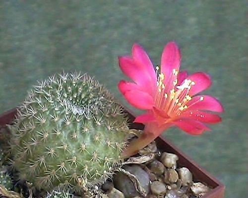 Rebutia minuscula